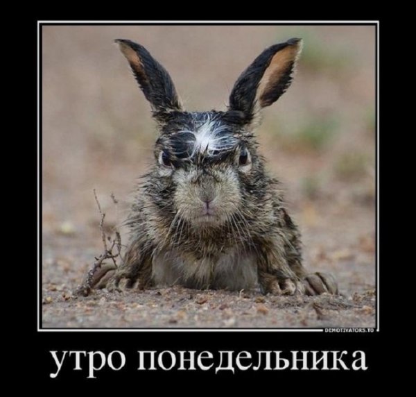 Утро понедельника