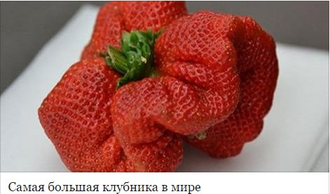клубника
