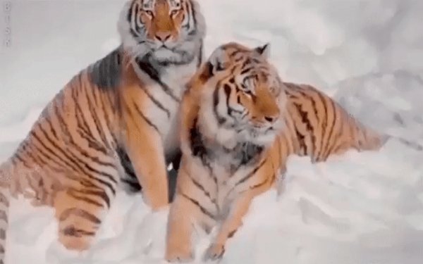 Красивые кошки