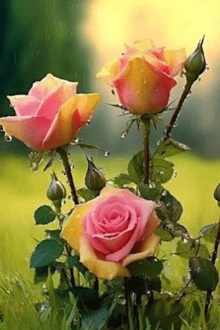 MykPCZ81iWWJ