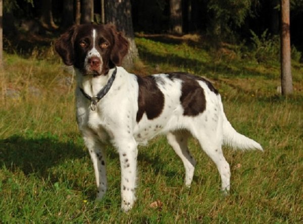 Дрентская куропаточная собака