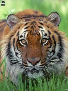 Tigr