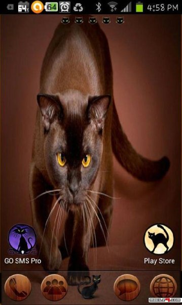 Pretty kitty GO launcher EX theme v.2.0