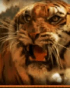 Тигр