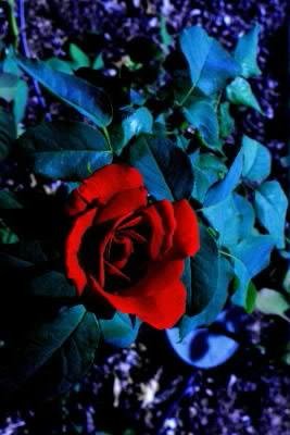 BLUE AND RED