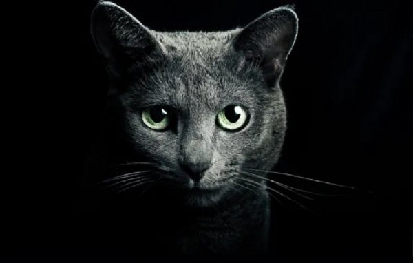 КОТ..