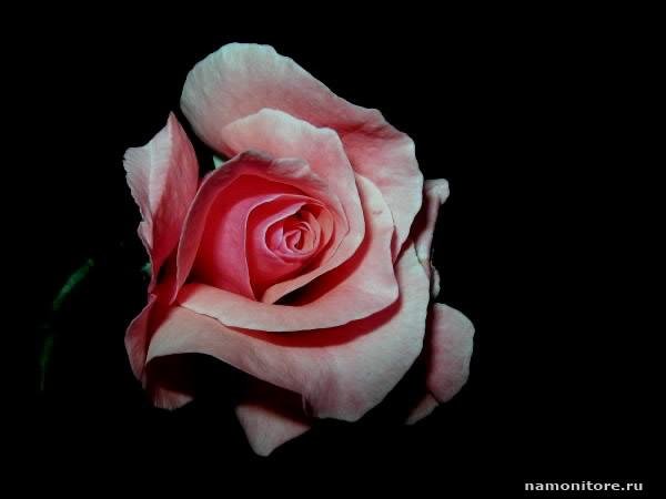 pinkrose