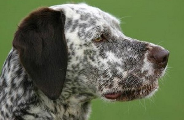 Бурбонский бракк (4)