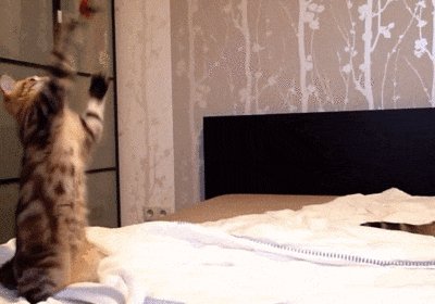 котейки, живность