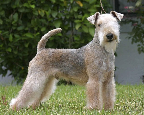 Лейкленд-терьер (2)