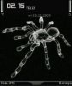 spider