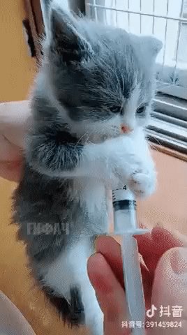 КотёнкаКормятШприцом