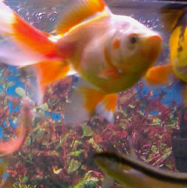 Fish Aurum