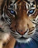 Животный мир