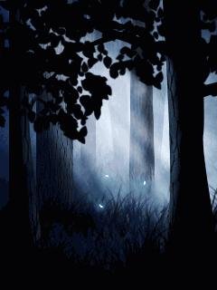 Midnight Forest