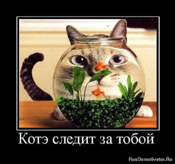 Котэ следит за тобой