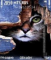 kitten-112436