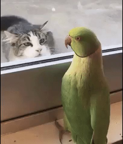 -СОЖРАТЬ МЕНЯ ХОЧЕШЬ?... -СЛЮНИ ПОДОБРАЛ, ДА...