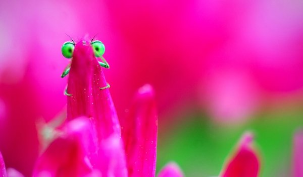 Стрекоза спряталась