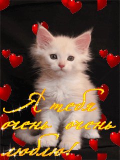 я тебя люблю