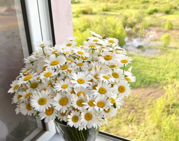 Ромашки на подоконнике