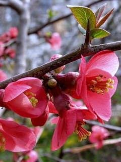 весенние цветы