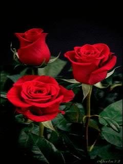 Rose love супер красота анимация