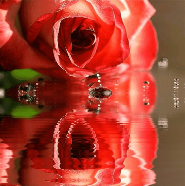 РозаОтражение