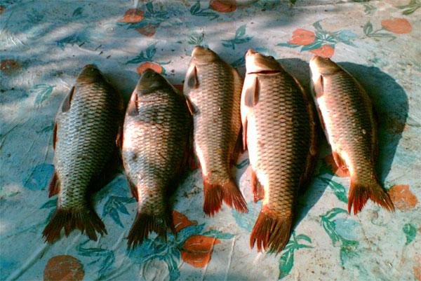 FishingOfTheKuban