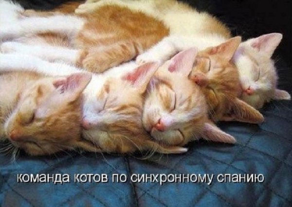 Синхронный сон