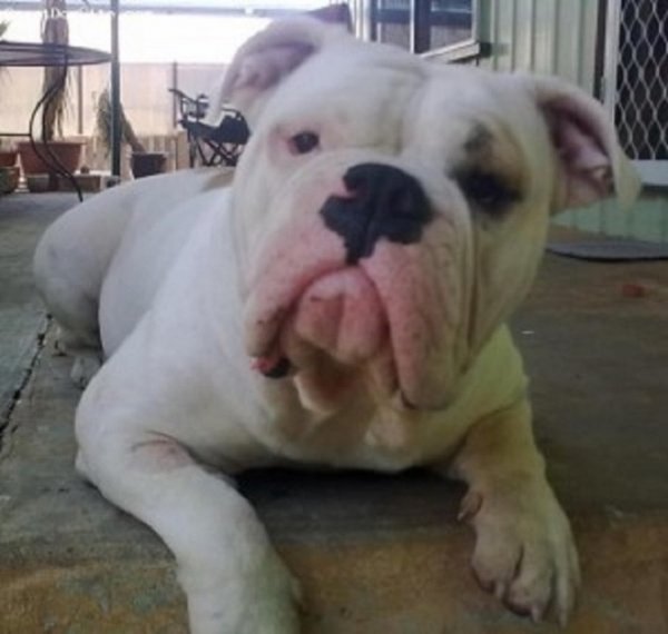 Австралийский бульдог (2)