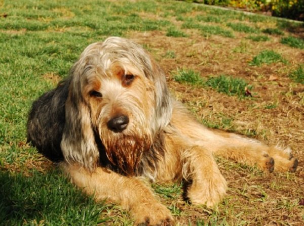 Оттерхаунд