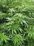 Cannabis1