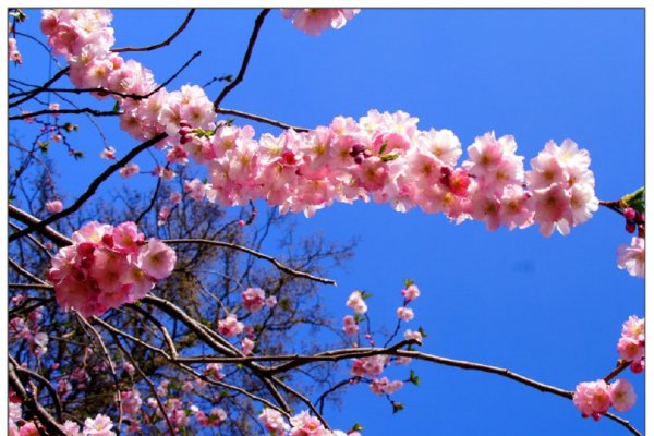 Сакура, цветение сакуры (2)