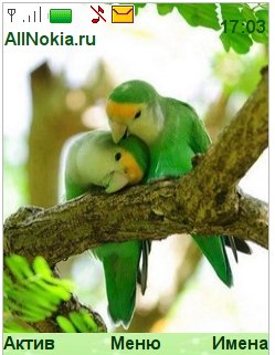 попугайчики by lerika