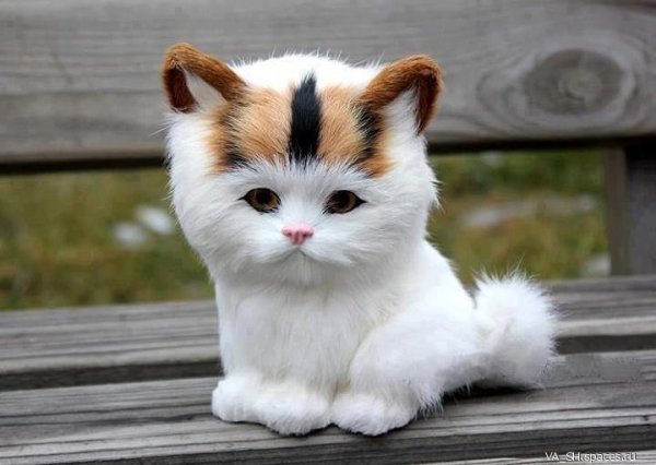 IMG 20140305 123313 41-