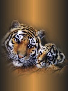 Tiger and Leon