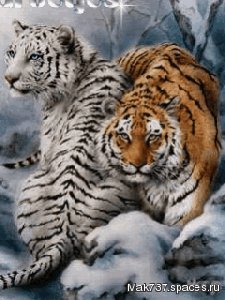 Тигры аним