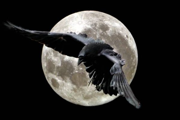 raven
