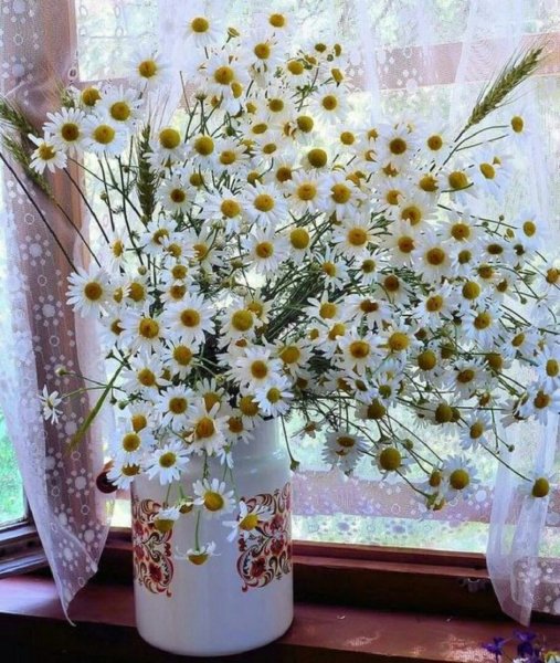 Ромашки на подоконнике