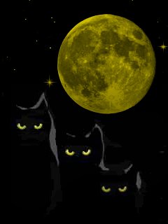 Cats 301