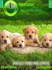 cute puppies