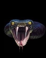 Cobra 0 1