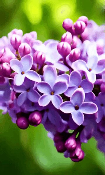 Анимация,сирень.1