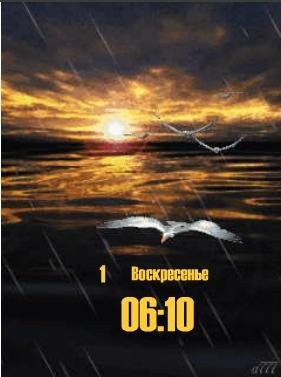 Чайки ани