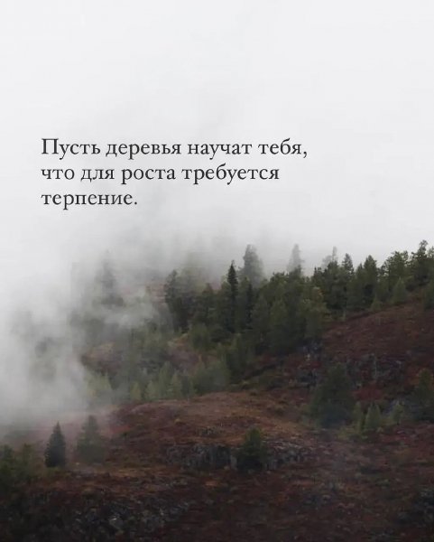 Пусть деревья научат тебя, что для роста требуется терпение