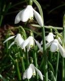 Подснежники