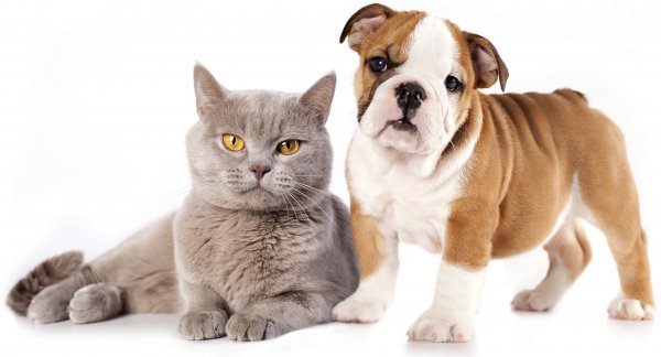dogs-and-cats-png