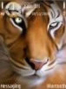 Tiger Eyes BY alBasanova