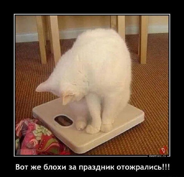 Вот же блохи отожрались...